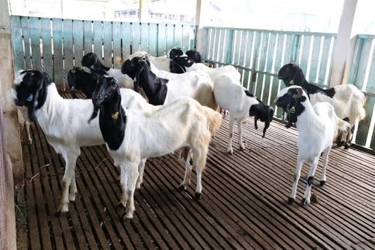Peternakan Kambing