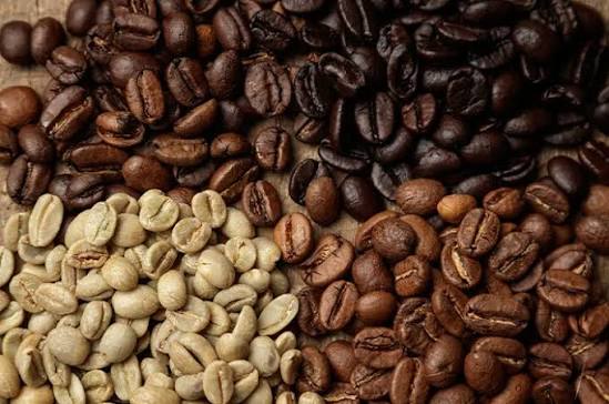 Perkebunan Kopi